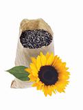 Bag with seeds and sunflower isolated on white