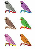 Colorful canaries