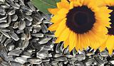 background with flower sunflower and seeds