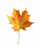 autumn maple leaf isolated on white background 