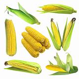 Set of corn isolated on white background