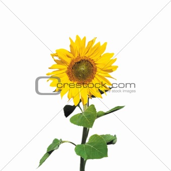 sunflower with green leaves isolated over white background