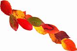 Autumn leaves falling isolated on white