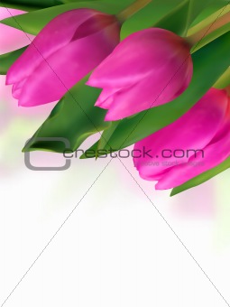 Pink tulip with blurred backgrounds.