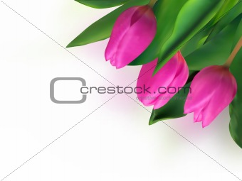 Violet tulip card.