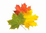autumn colorful maple leaves isolated on white background