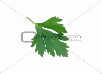 fresh herbs parsley isolated on white 