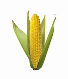 Tasty corn isolated on white background 
