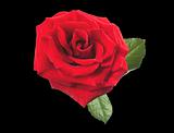 beautiful red rose isolated on black background