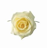 beautiful white rose on a white background