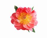 Bright pink peony flower isolated on white background