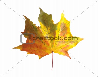 beautiful autumn maple leaf isolated on white background