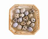 Group of spotted quail eggs in the plate isolated on white