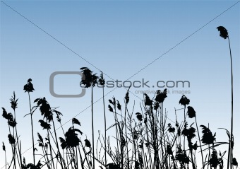 reeds