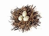 Group of quail spotted eggs in bird nest isolated on white