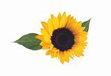 sunflower with green leaves isolated over white background