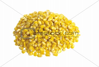 Corn grain isolated on white background