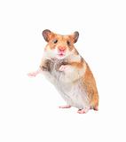 Young hamster isolated on white