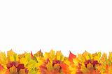 Beautiful autumn maple leaves with copy space for your text
