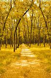 Autumn Pathway 