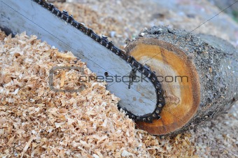 The chainsaw blade cutting the log of wood