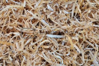 background of the golden curls of wood shavings