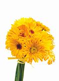 beautiful bouquet of yellow chrysanthemum flowers isolated on wh