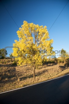 yellow tree behind road