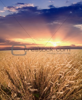Crop field and sunset sky