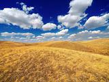 Blue sky and yellow fields