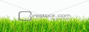 Fresh Green Grass Isolated on White 