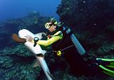 Diver hypnitizes shark
