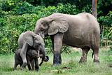 Family of forest Elephants.
