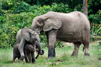 Family of forest Elephants.
