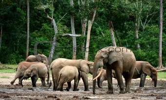 African Forest Elephants ( Loxodonta cyclotis).