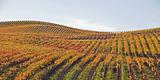 Autumn Gold Vineyard on Rolling Hills