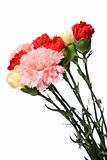 carnation, flower for mother day
