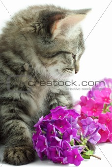 Kitten with flowers