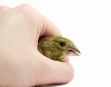 Greenfinch in arm