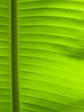 green leaf line