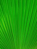 Palm Leaf radius vertical