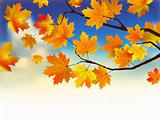 Fall leaves in front of blue sky with clouds.