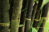 bamboo with lizard