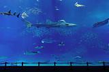 aquarium with whale shark in Okinawa