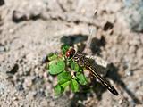 Dragonfly Macro