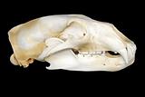 Polar bear skull on black
