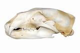 Polar bear skull on white