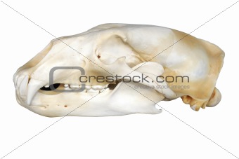 Polar bear skull on white
