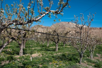 Irrigated Pear Orchard