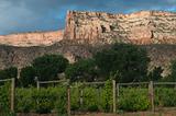 Western Colorado Vineyard